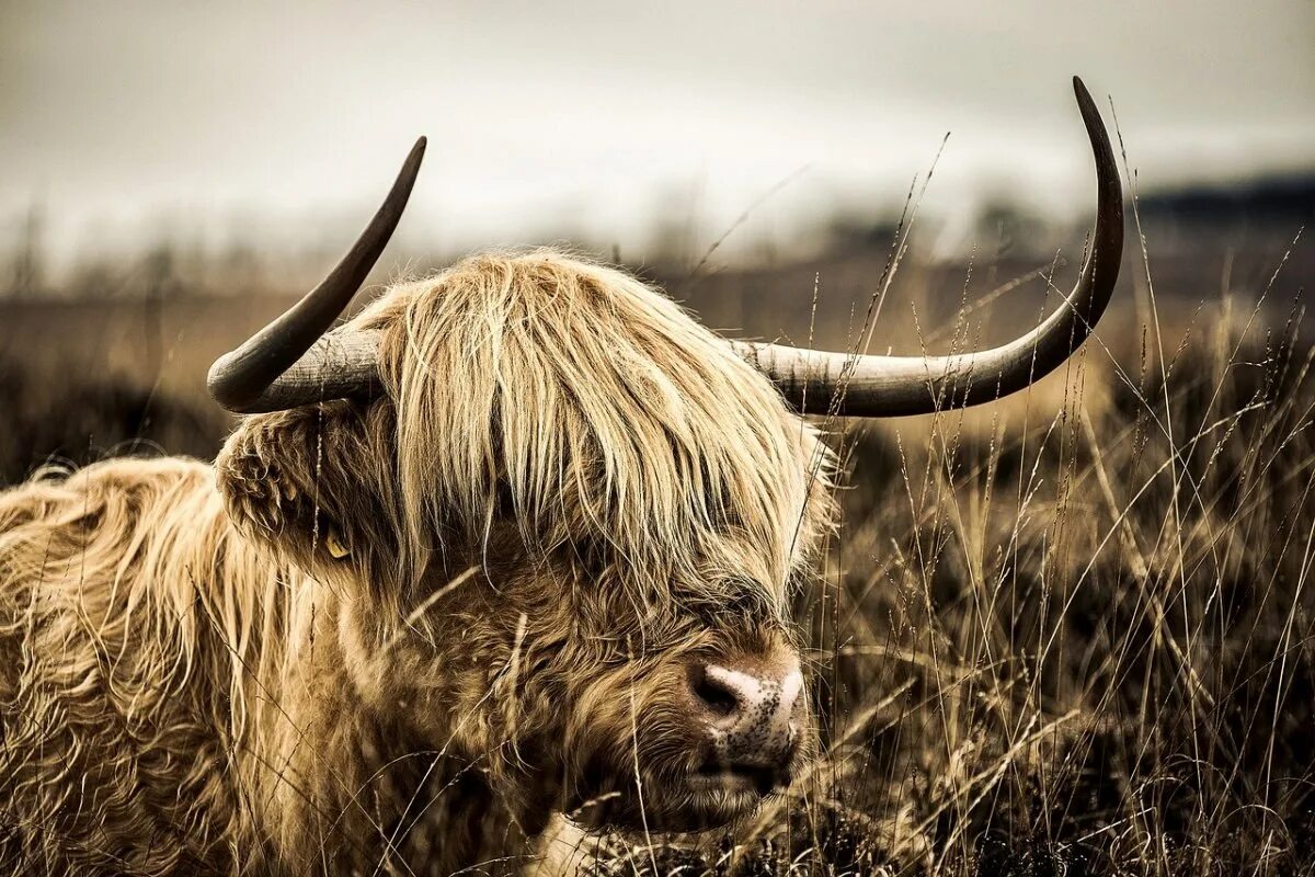 Золотоволосый бык Шотландии. Хайленд бык. Highland бык. Браун хайленд бык.