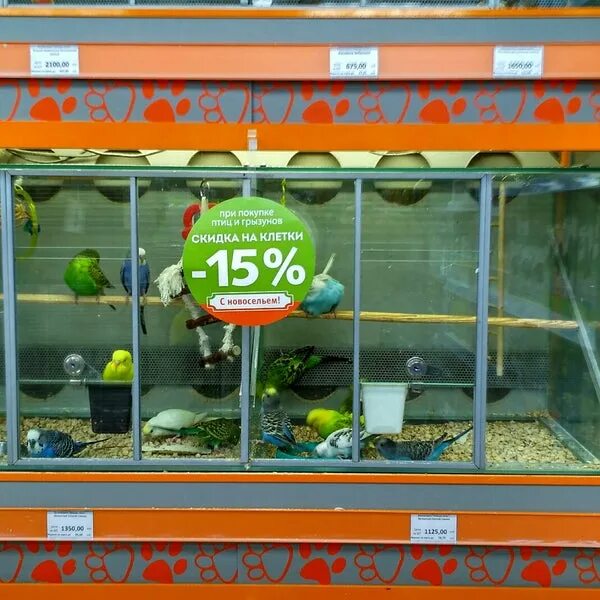 4 лапы королев