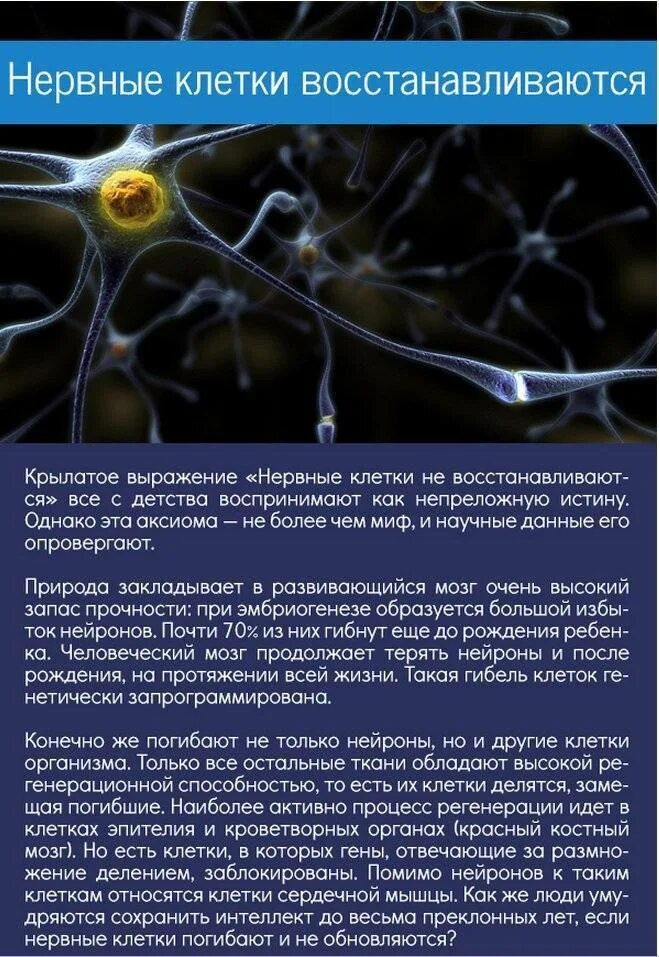 Нервная клетка. Восстановление нервных клеток. Нервные клеткивостанавиваются. Восстанавливаются ли нервные клетки.