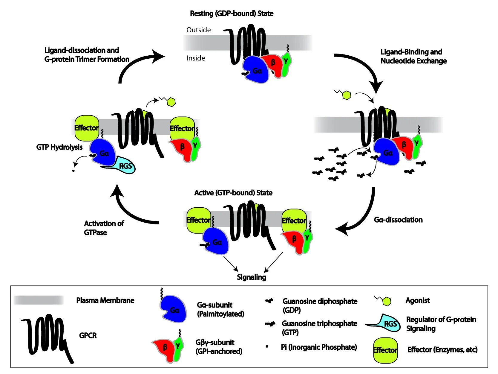 Effect org. GPCR рецепторы. G-протеин-связанных рецепторов. G-Protein coupled receptors. G протеин мускариновые рецепторы.