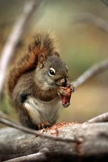 Ground squirrel eating nut image - Free stock photo - Public Domain.