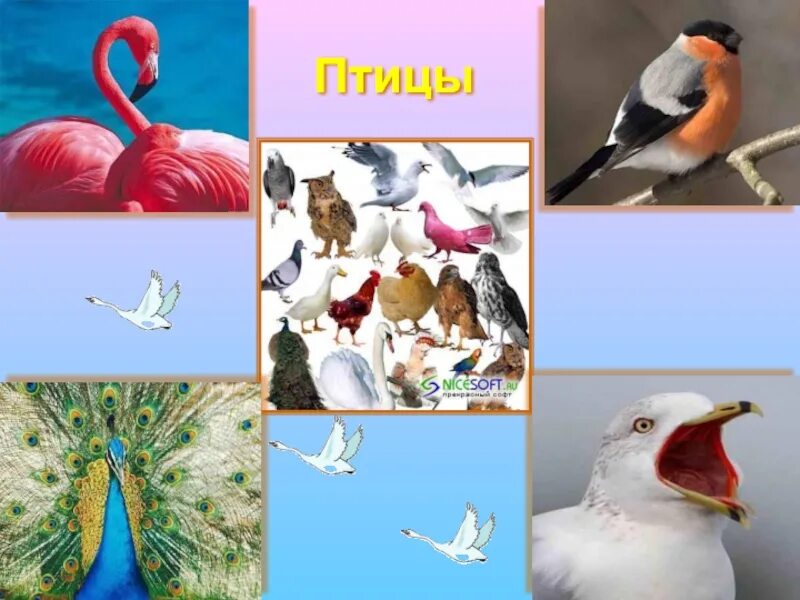 Многообразие животных. Разнообразие птиц. Разнообразие птиц 1 класс.