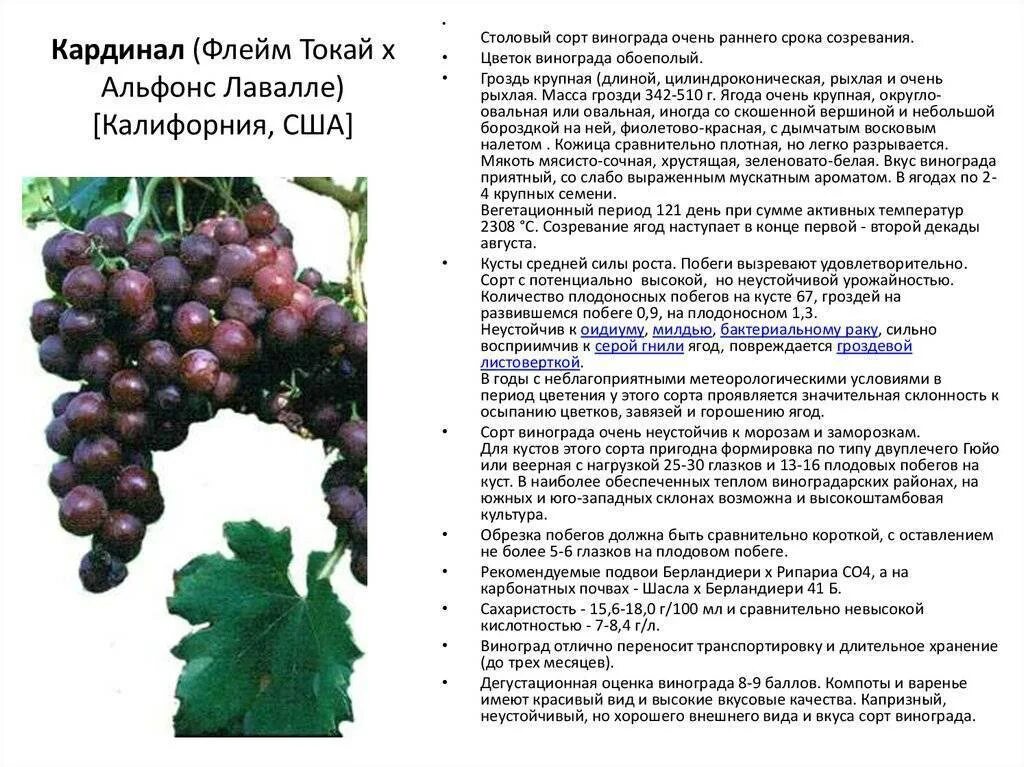 С какого возраста ребенку можно давать виноград. Виноград кардинал описание морозостойкость. таблица сортов винограда по срокам созревания. рислинг сорт винограда характеристика. сортовые характеристики винограда.