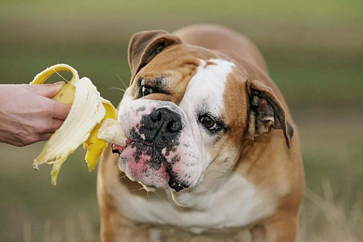 У собак есть дети. Собака ест банан. Континентальный бульдог. Английский бульдог кушает.