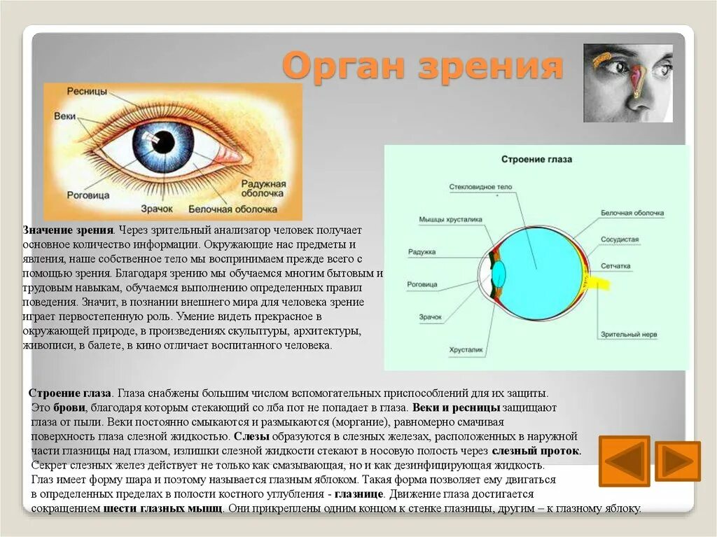 Реферат на тему глаза. Строение человеческого глаза. Органы чувств человека зрение. Доклад на тему глаз. Строение органа зрения человека.