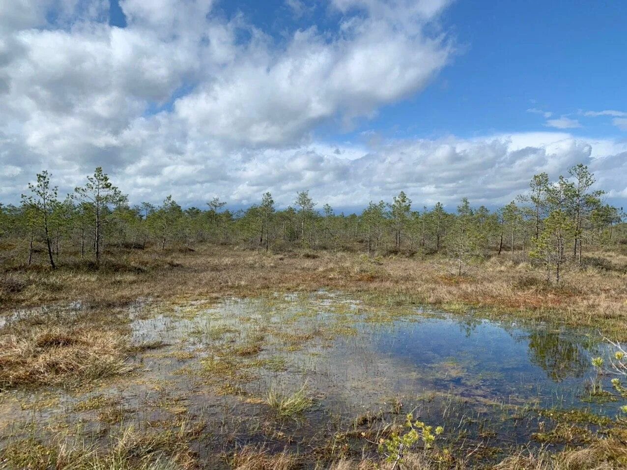 торфяное болото мордовия. светлое озеро кадыйский район. водно болотное угодье даурский заповедник. дельта волги камыш чакан. сюрьевское болото ленинградская область.