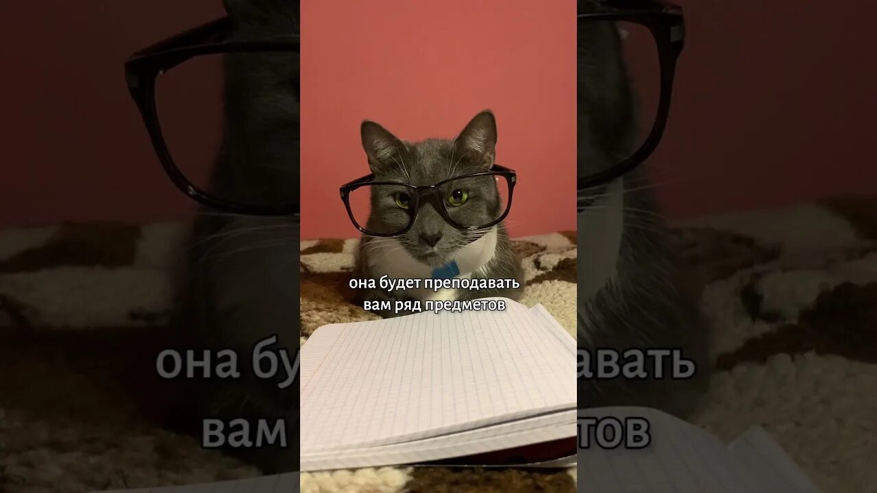 Если бы котики ходили в школу. Котики в школе лотков. Котики ходят в школу. Если бы котики  в  школу