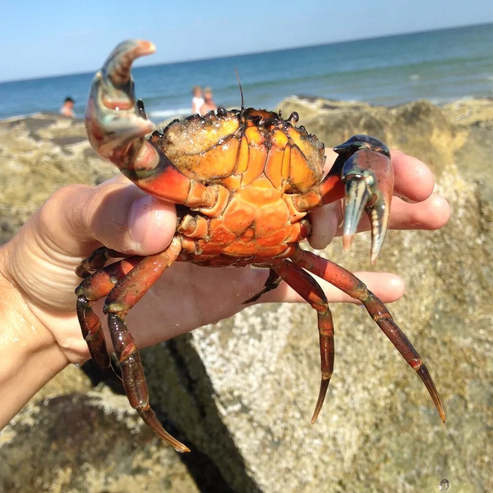 Carcinus Maenas. Краб. Краб в природе. Морской краб.