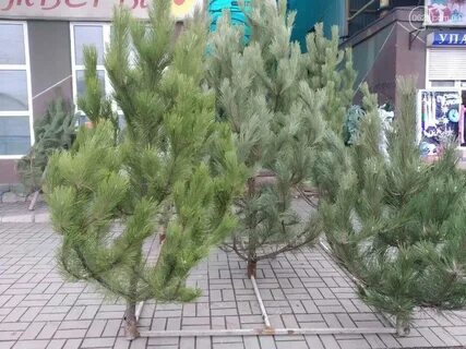 Купите сосну недорого