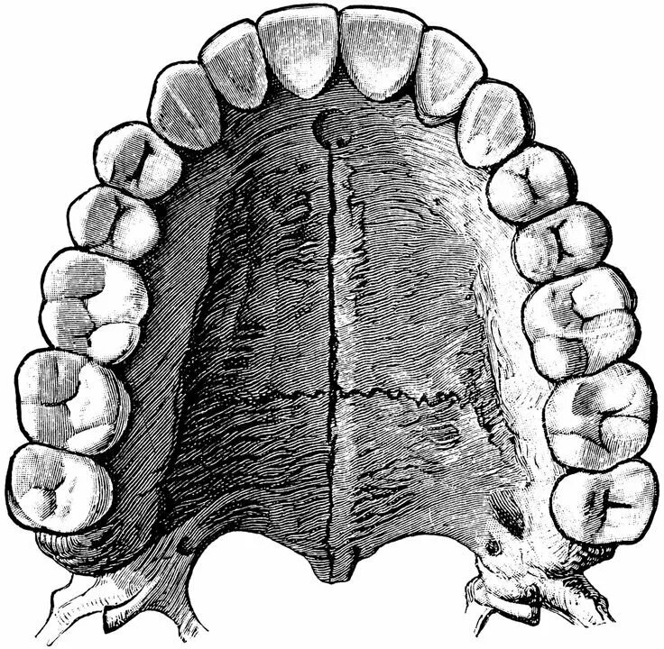 Анатомия твердого неба верхней челюсти. Челюсть вид сбоку анатомия зубы. Зубной ряд верхней челюсти. Зубной слепок верхней челюсти снизу.