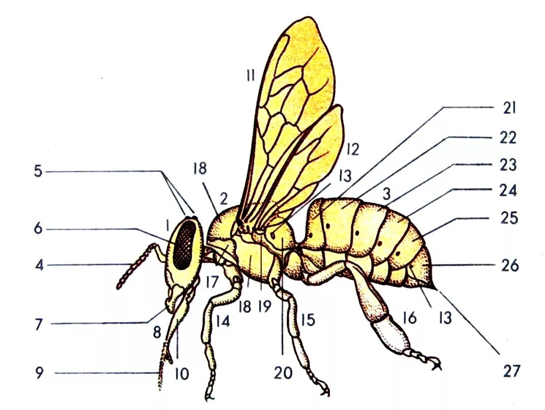 Строение пчелы медоносной. Внешнее строение медоносной пчелы. Строение насекомых пчела. Строение шершня.