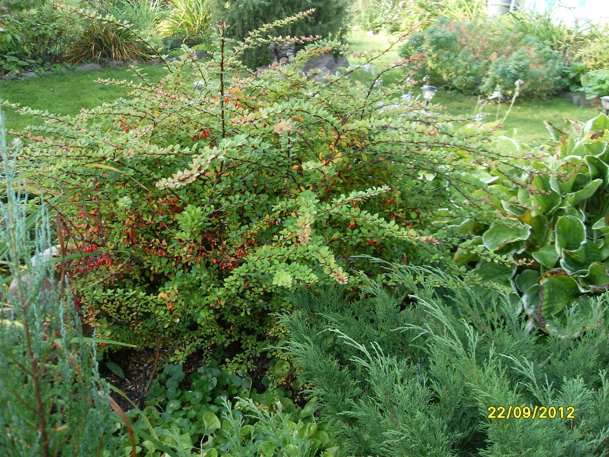 Барбарис грин карпет описание. Барбарис Грин карпет. Berberis thunbergii Green Carpet. Барбарис Тунберга Green Carpet. Барбарис Тунберга `Грин карпет`, Berberis thunbergii `Green Carpet`.