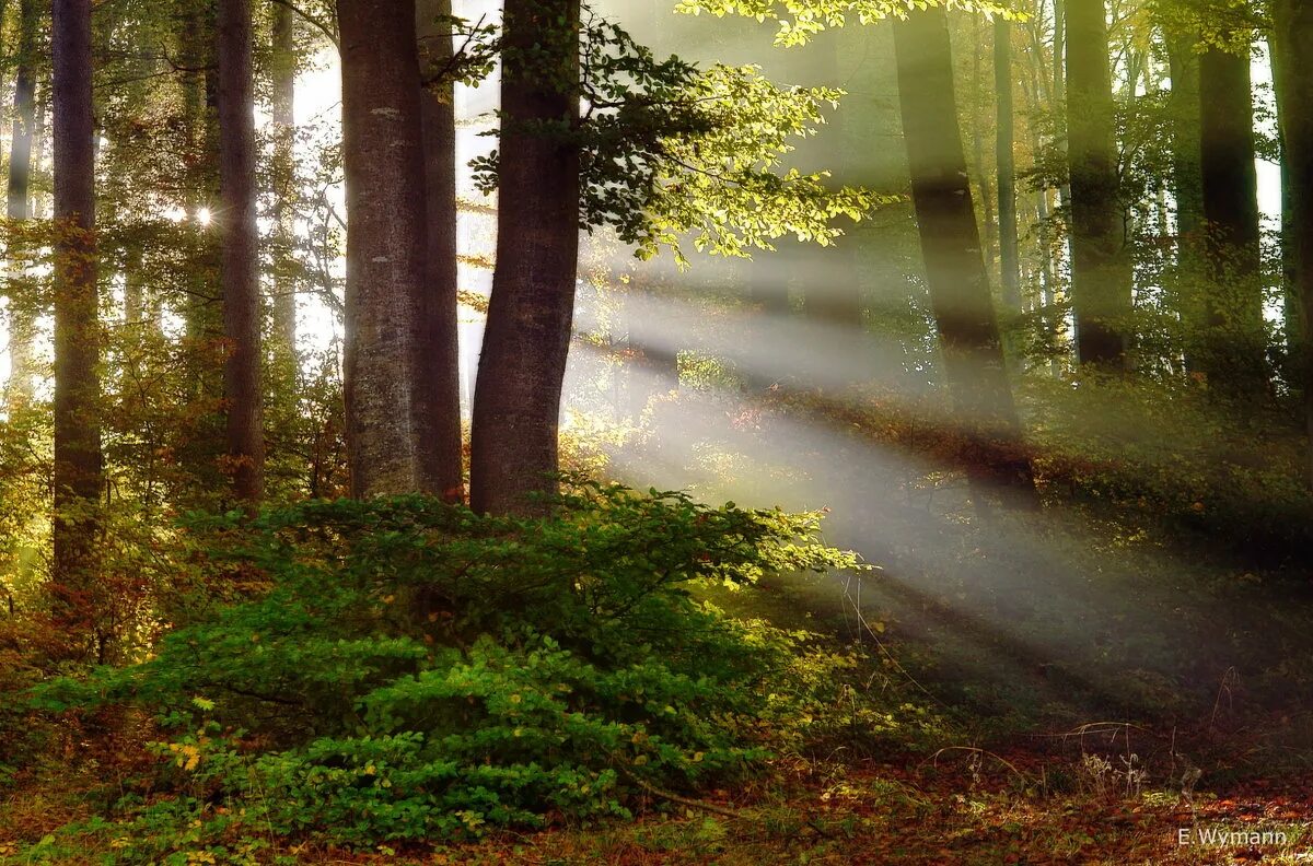 лес сказок. добрый лес 3. добрый лес 3. летний лес. королевство леса.