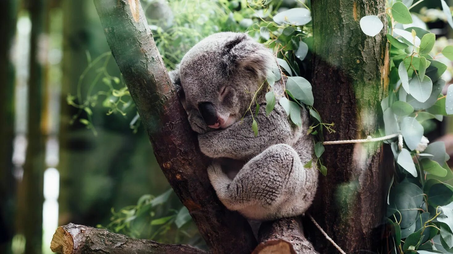 Коала цвет. Животные Австралии коала. Коала на дереве. Коала на эвкалипте. Коала в джунглях.