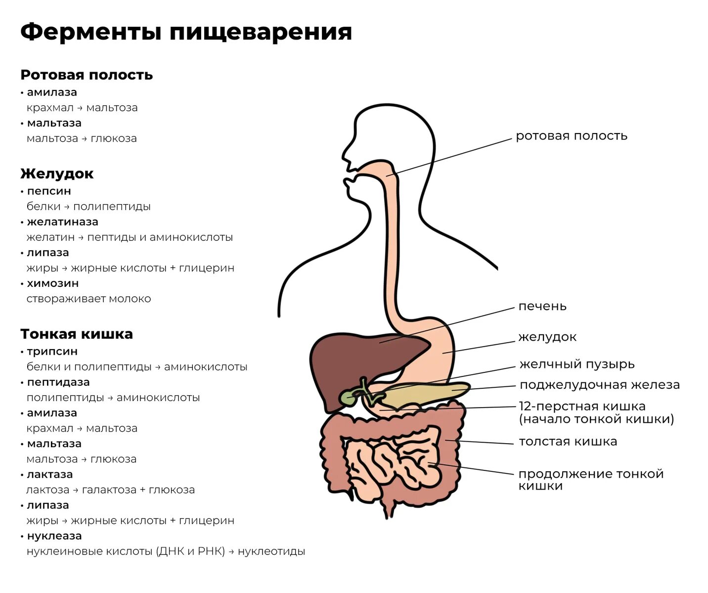 Слюна расщепляет белки. Пищеварительная система человека схема с ферментами. Отделы пищеварительного тракта схема. Пищеварительные ферменты в пищеварительной системе человека. Ферменты пищеварительной системы схема.