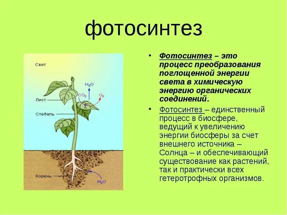 Фотосинтез 11 биология. Фотосинтез 11 класс биология. Процесс фотосинтеза. Фотосинтез это в биологии. Как повлияло появление фотосинтезирующих организмов