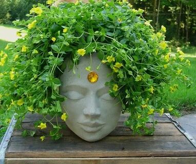 Head plant