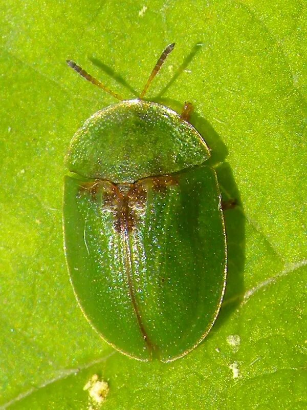 Жук щитоноска. Щитоноска. Жук щитоноска. Свекловичная щитоноска (щитовка). Жук листоед-щитоноска.