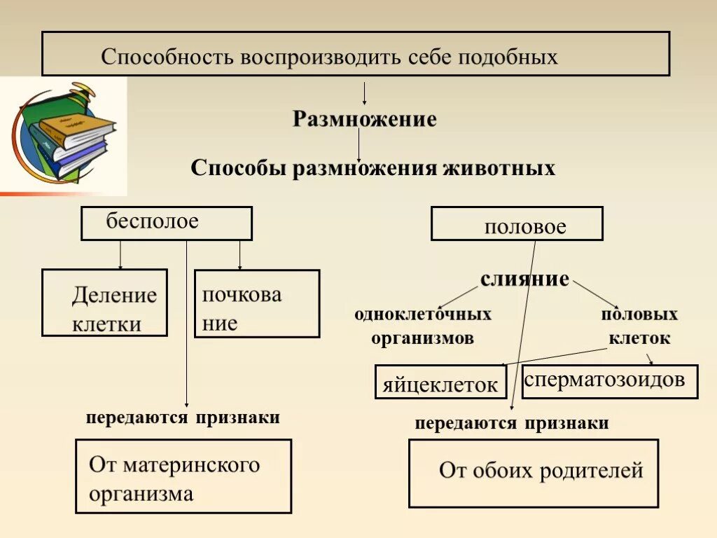 Презентация формы размножения животных 8 класс биология. Способы полового размножения у животных. Способы бесполого размножения у животных. Способы размножения животных схема. Виды полового размножения схема.