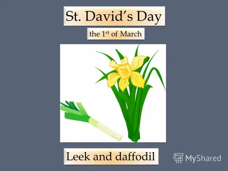 Leek daffodil. лук-порей символ уэльса. Wales leek and daffodil. нарцисс уэльс. нарцисс уэльс.