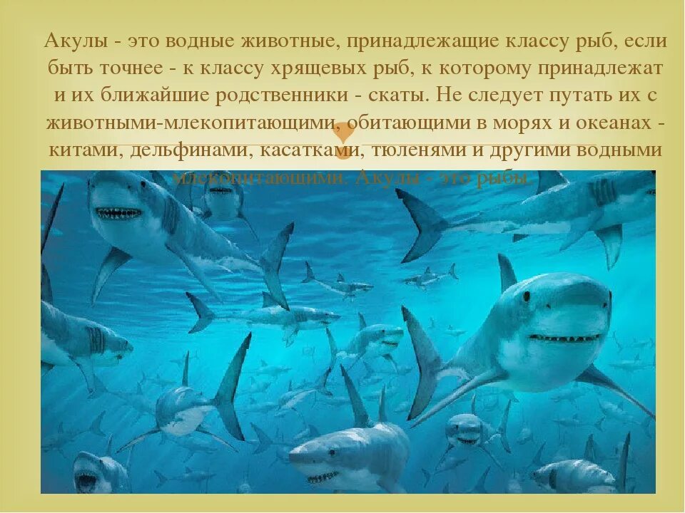 Доклад про классы рыб. Акулы презентация. Акулы биология. Класс хрящевые акулы. Белая акула описание.