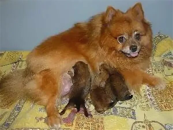 Течка у шпицев