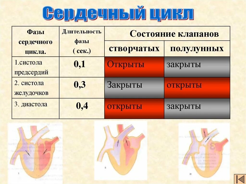 Во время систолы предсердий полулунные клапаны открыты. Фаза сердечного цикла систола предсердий. Фазы сердечного цикла сокращение предсердий. Фаза сердечного цикла систола желудочков. Цикл сердечной деятельности схема.