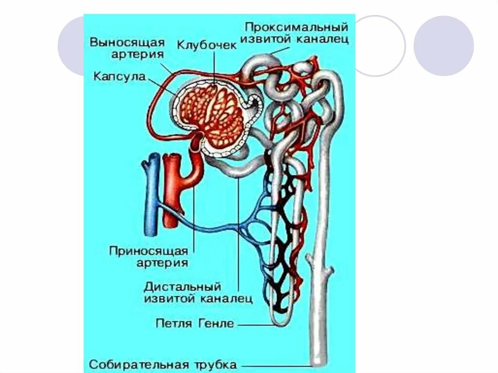 В чем особенность строения канальца нефрона. Проксимальный извитой каналец. Дистальный извитой каналец. Капсула извитой каналец. Извитой каналец приносящая артерия.