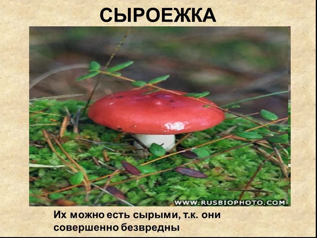 Сыроежки можно есть. Сыроежка презентация. сыроежки едят сырыми. сыроежка гриб можно есть.