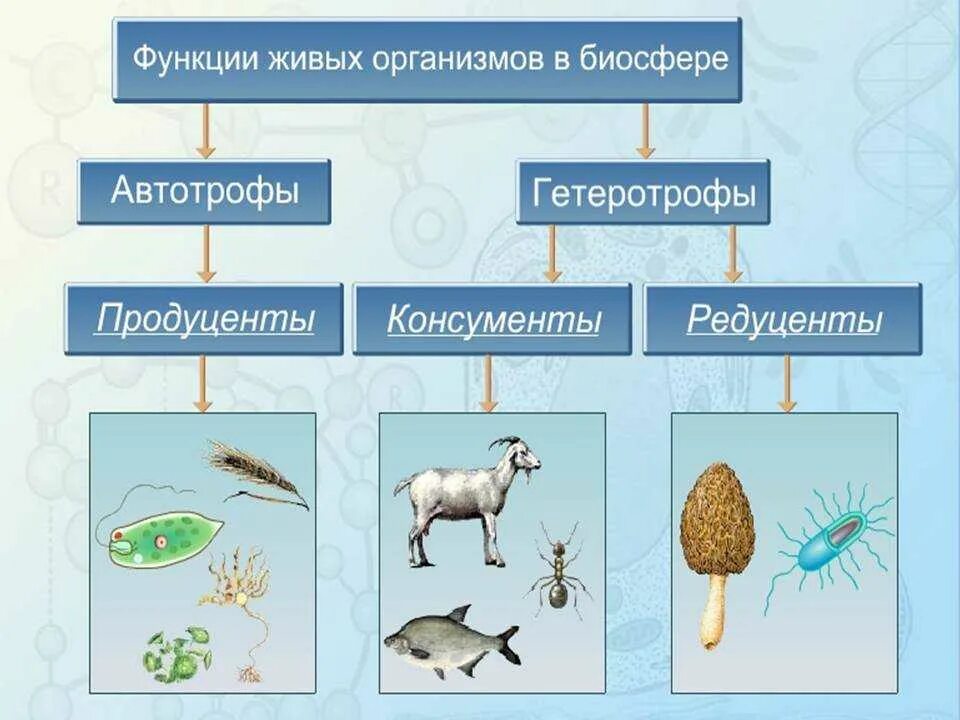 Пищевая цепочка продуценты консументы. Цепь питания продуценты консументы редуценты. Пищевая цепь питания редуценты консументы. 1) Продуценты 2) консументы 3) редуценты. Какие типы организмов играют основную роль