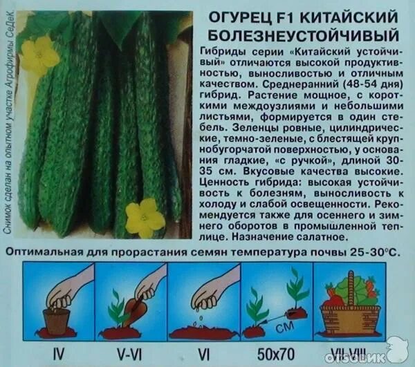 Огурцы Седек Устойчивые - купить по выгодным ценам в интернет-магазине OZON (547