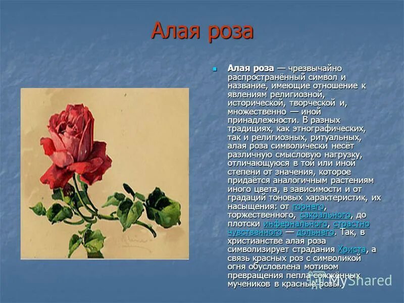 темно бордовые розы букет. роза эквадор красная. что означают розы на языке цветов. букет красных роз лежит. много роз.