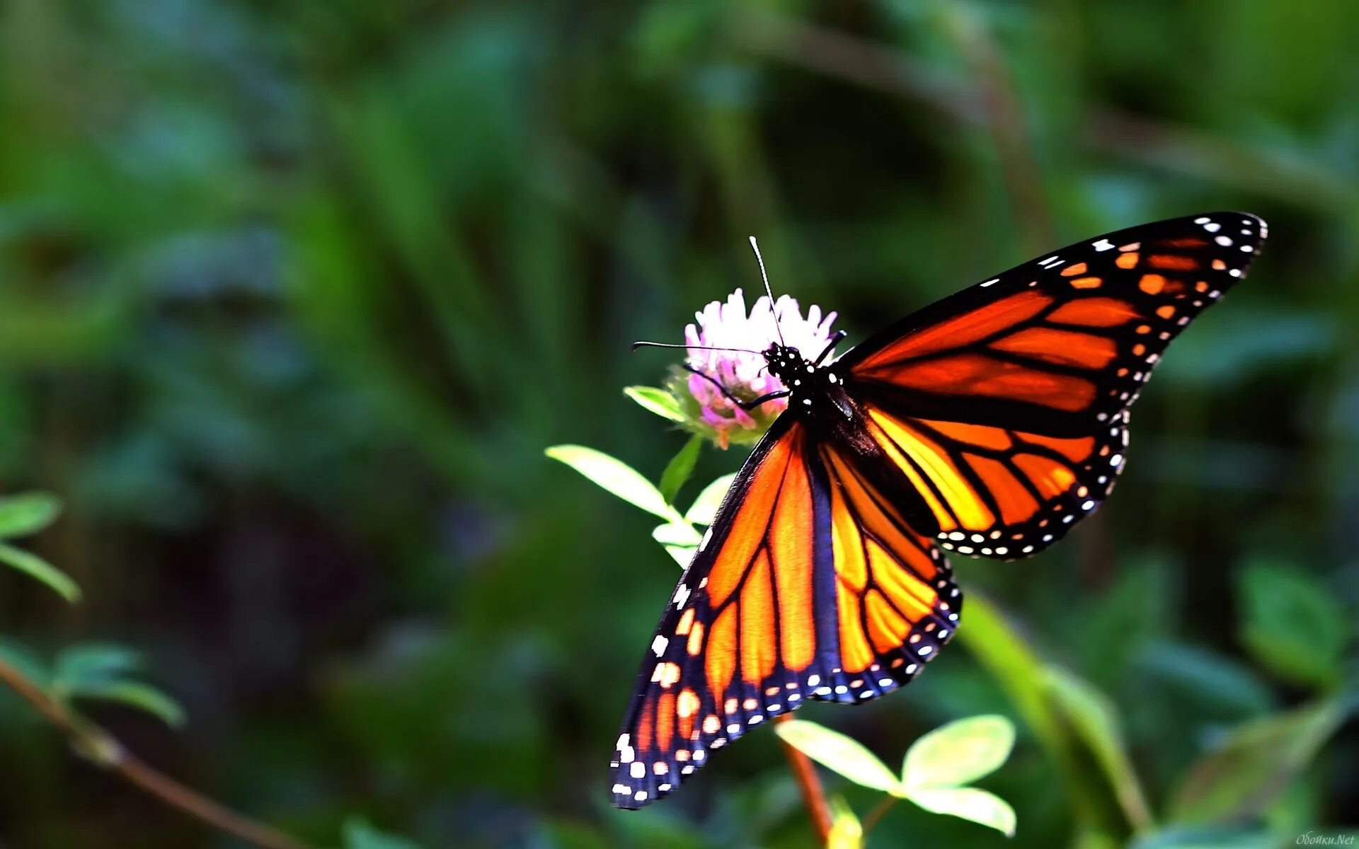 Бабочки на весь экран. Бабочки. Красивые бабочки. Бабочки фото. Бабочки фото красивые.