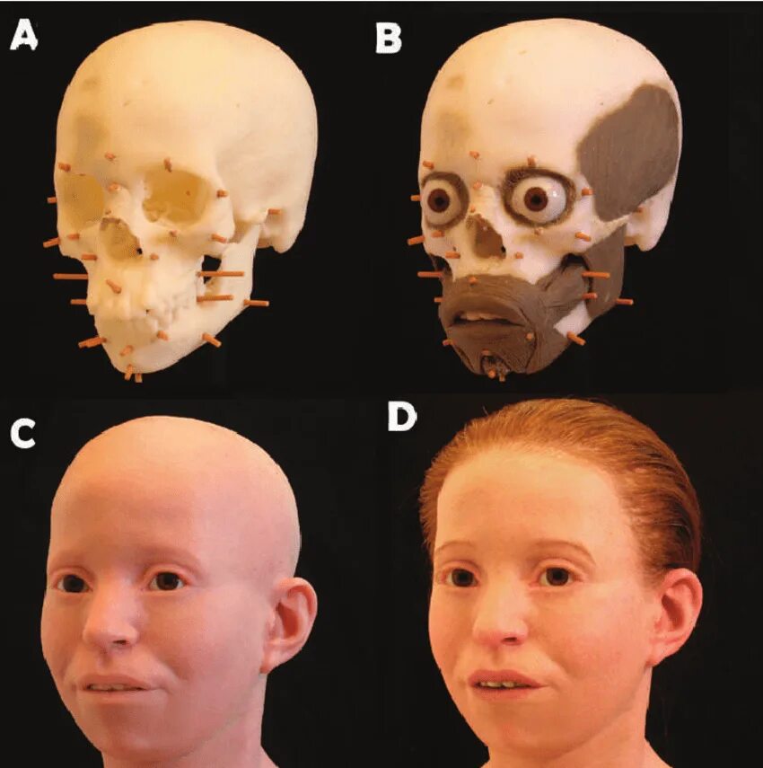Лоб кость. Реконструкция по черепу. Пластическая реконструкция лица по черепу. Восстановление облика по черепу.