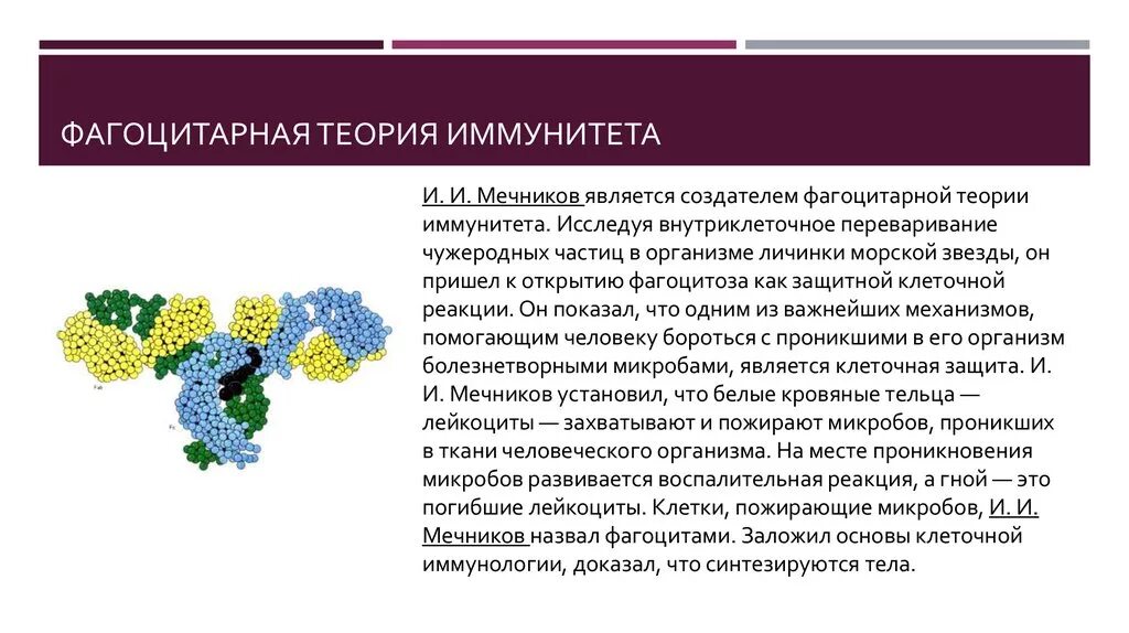 Фагоцитарная теория иммунитета Мечникова. Клеточная теория иммунитета Мечникова. Клеточная теория иммунитета Мечникова кратко. Мечников теория иммунитета.