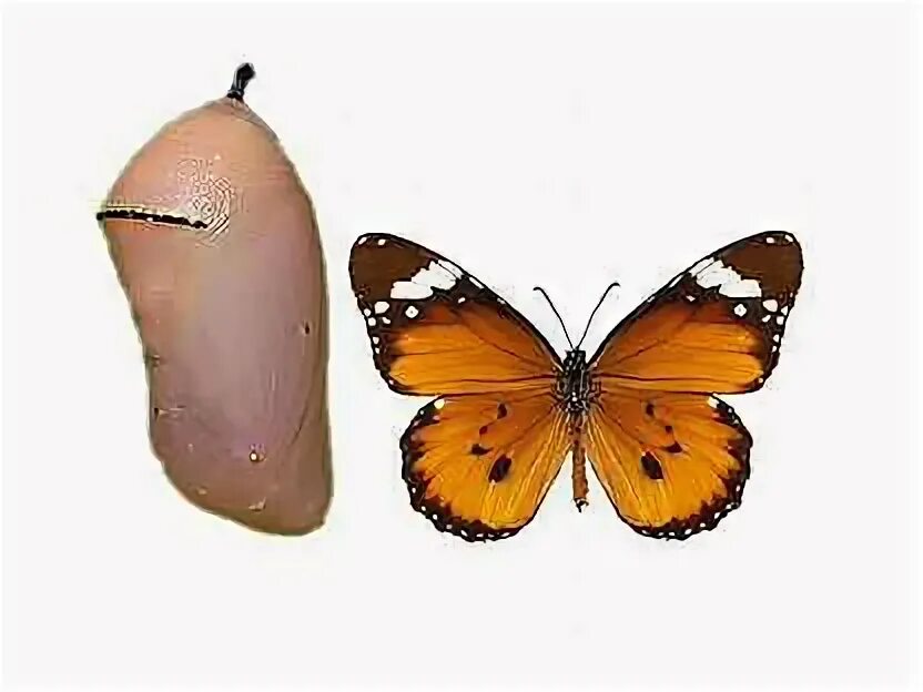 Куколки бабочек москва. Attacus atlas куколка. Куколки бабочек москва. Morpho peleides куколка. Кокон бабочка павлиноглазка атлас.