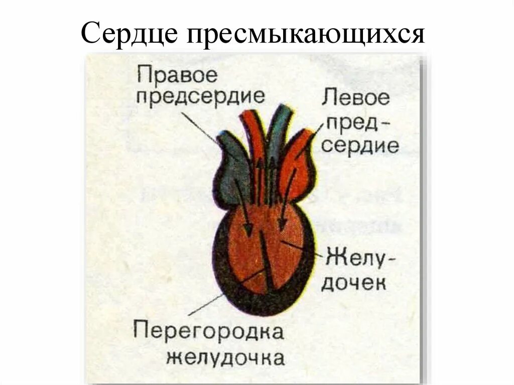 Перегородка в сердце у земноводных. Строение сердца пресмыкающегося схема. трехкамерное сердце пресмыкающихся. строение сердца рептилий. схема строения сердца рептилий.