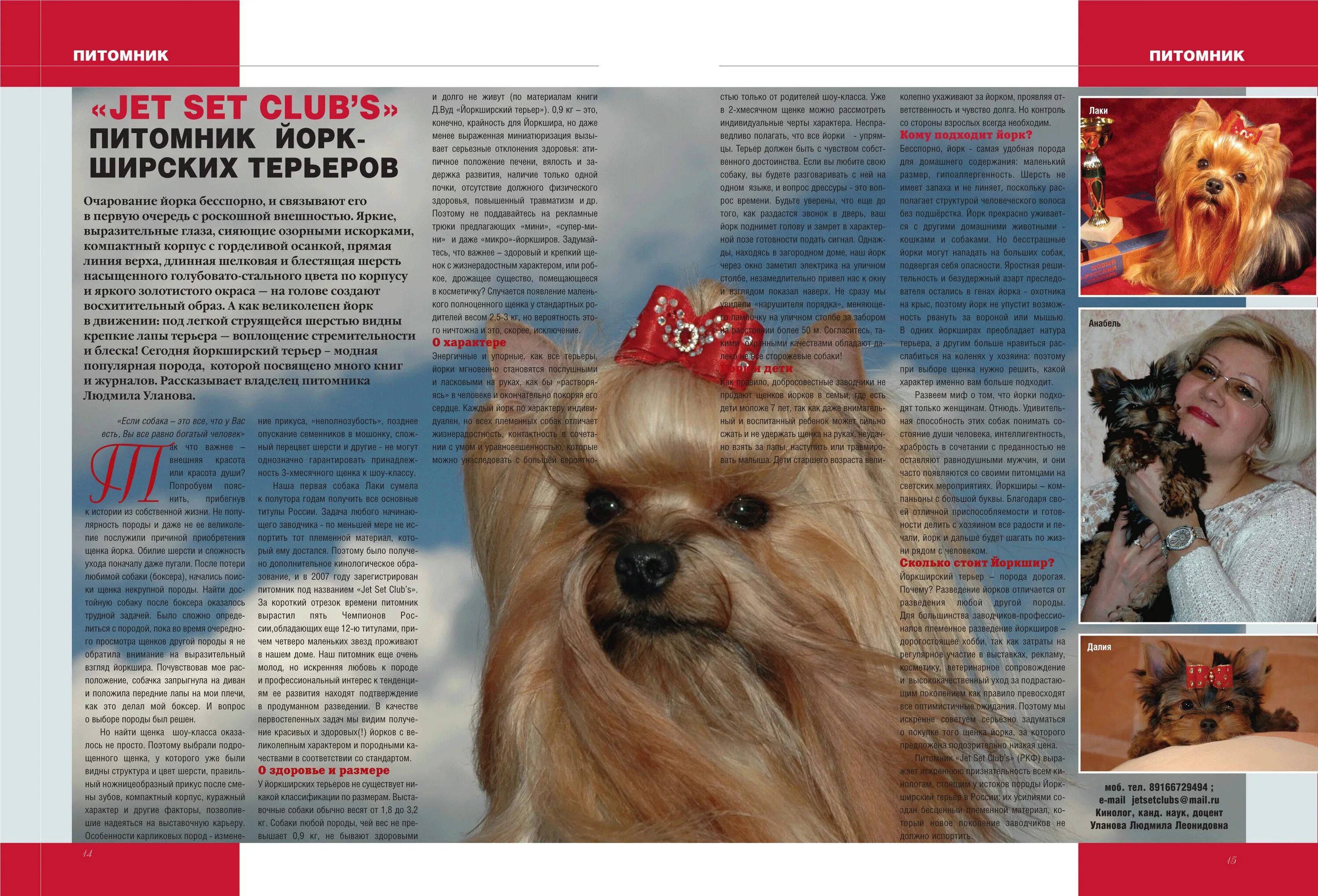 орк кушает. паспорт йоркширского терьера. груминг без фона. йоркширский терьер расчесывание. йоркшир терьер.