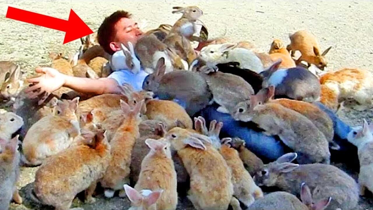 Rabbit live