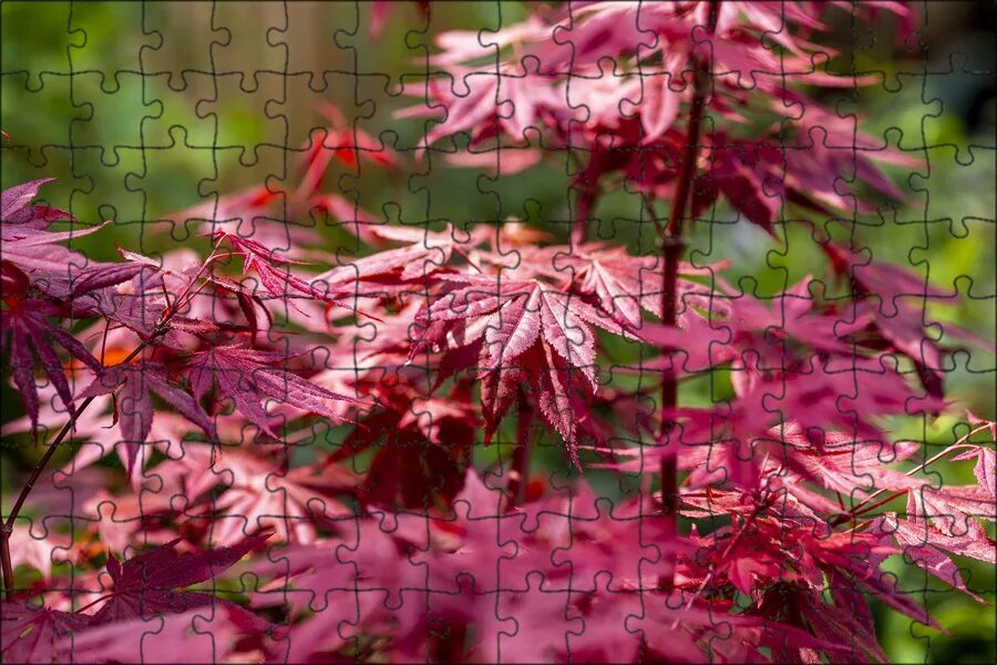 Клен асер. Клен дланевидныйвеерный atropurpureum. клен дланевидный acer palmatum. клён дланевидныйвеерный &quot;acer palmatum&quot;. клен краснолистный.