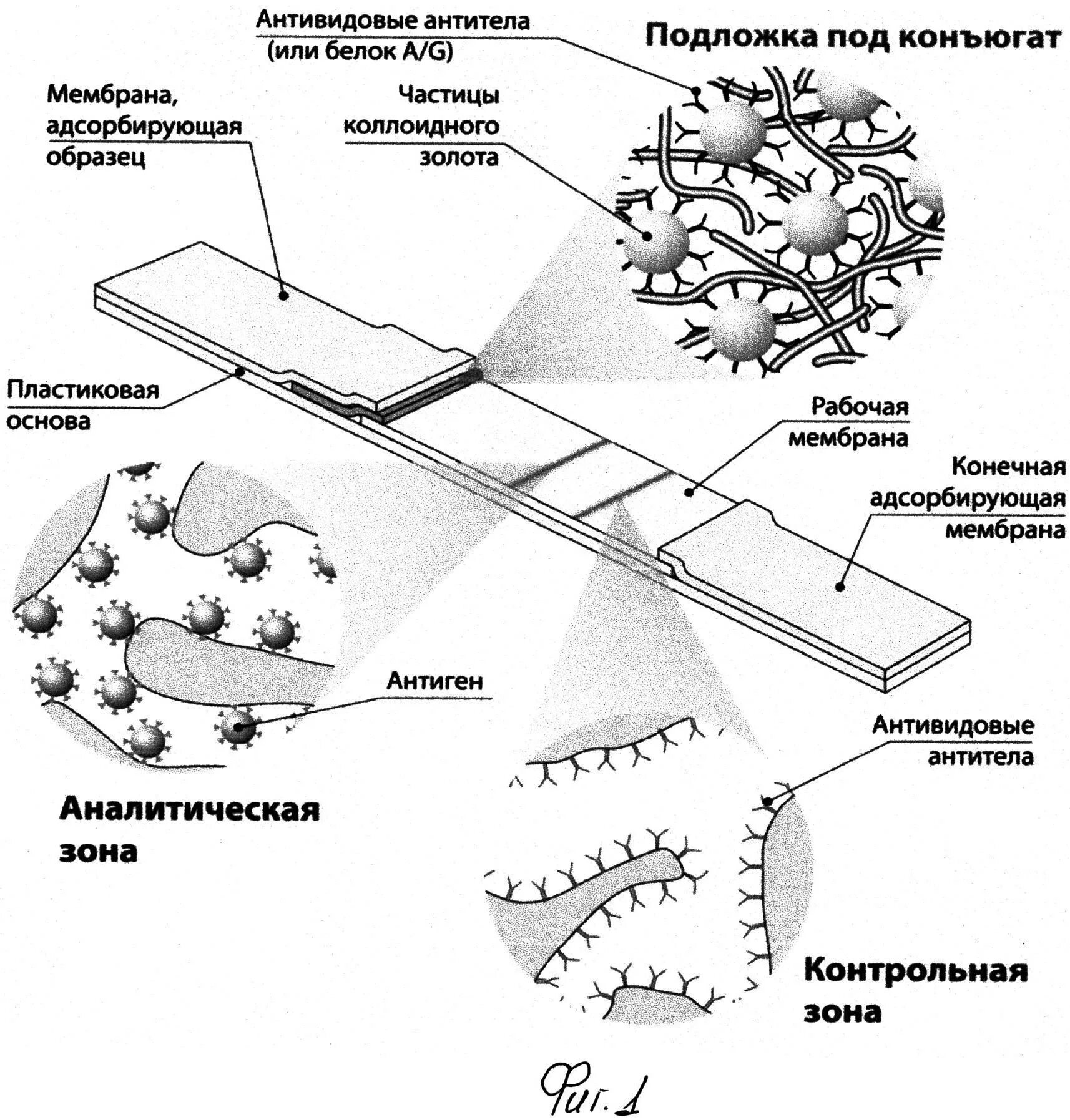 Иммунохроматография принцип метода. Иммунохроматографический метод микробиология. Иммунохроматографический метод исследования микробиология. Иммунохроматографический метод анализа.