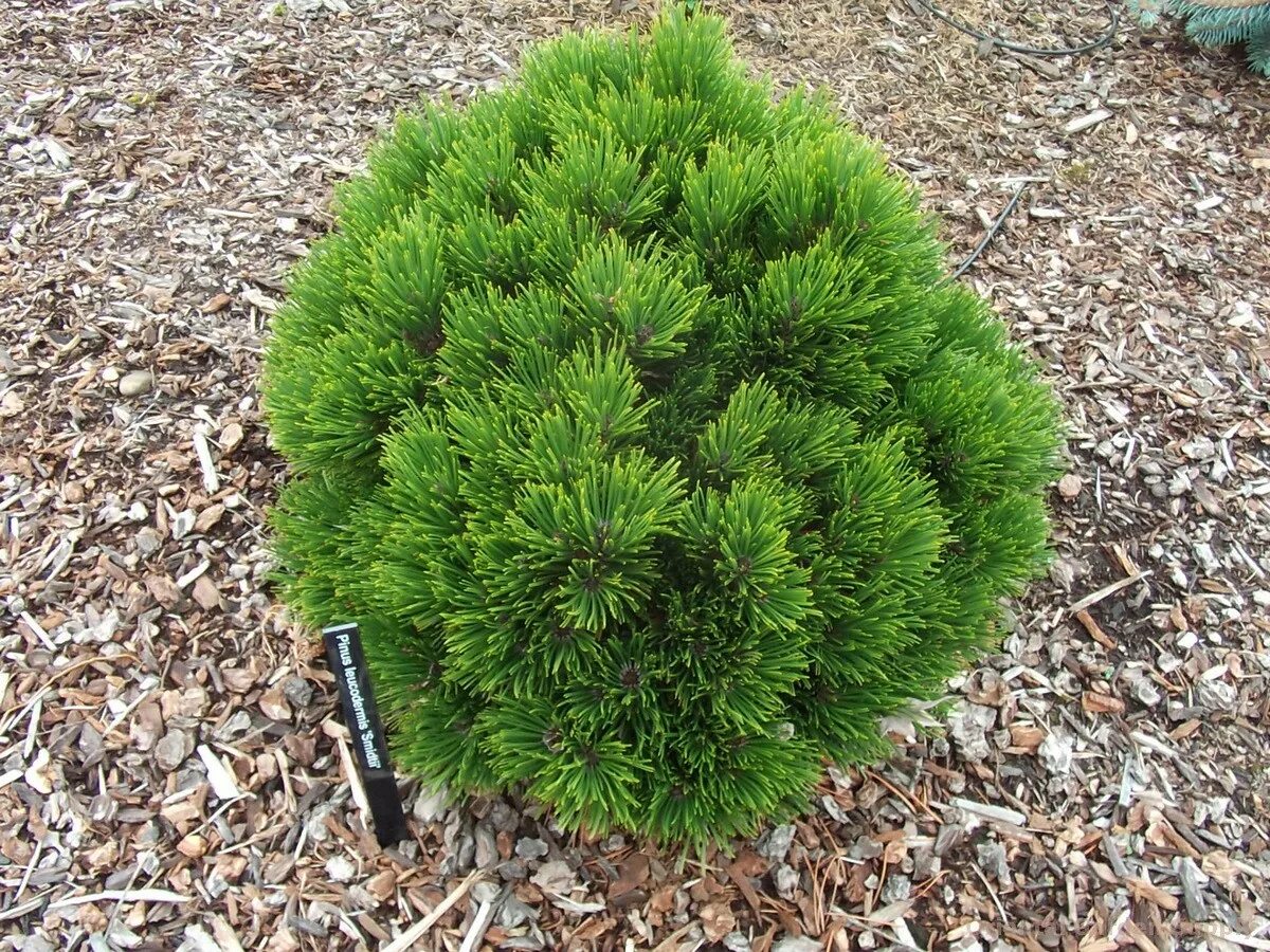 Pinus heldreichii 'Nana'. Pinus leucodermis. Боснийская сосна "Smidtii". Сосна белокорая Боснийская Шмидта.