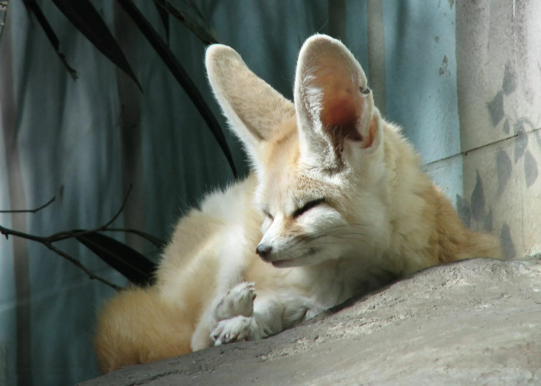 Fennec fox