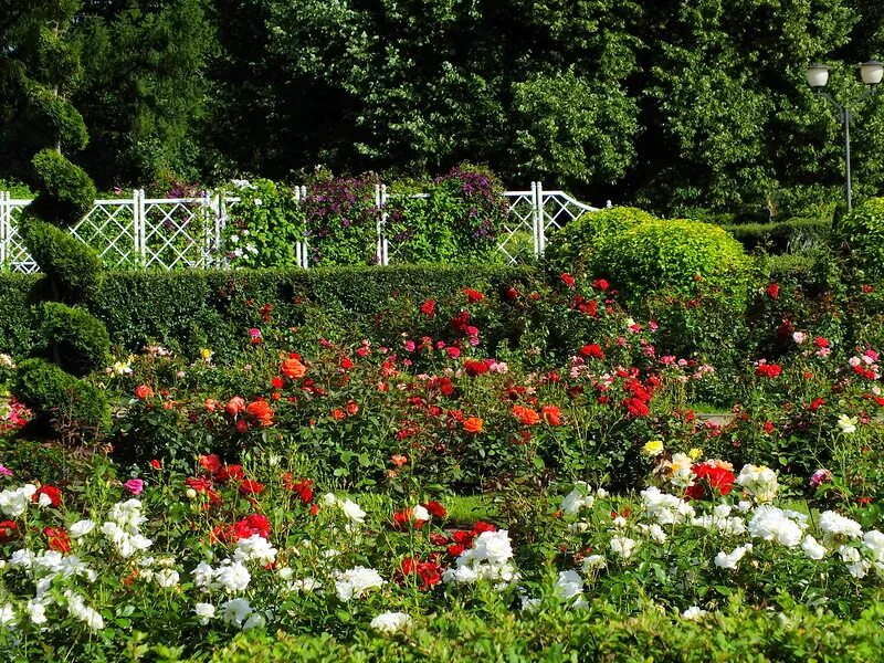 Newlen розарий. Роза розария югторсан. Розарий в ландшафтном. Rosary coloma castle, бельгия. Розарий в ландшафтном.