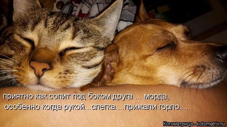 Что значит сопеть. Сопеть картинка. день прошёл великолепно. охота прижаться и сопеть.