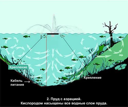Какой глубины должен быть пруд. Схема пруда для разведения рыбы. глубина пруда для рыбы. чертеж пруда для разведения рыбы. размеры пруда для разведения рыбы.