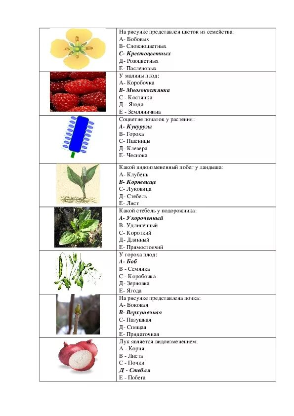 Тест по ботанике. Тесты по ботанике семейства растений. Тест по биологии ботаника. Тест по ботанике 6 класс.