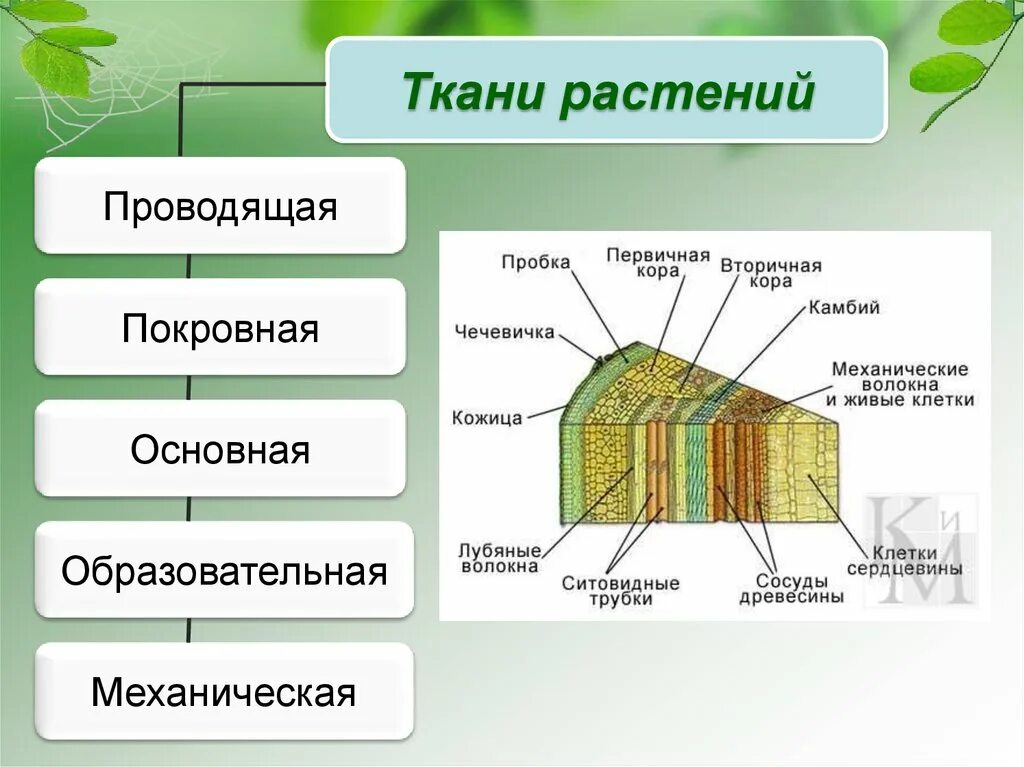 Какие функции выполняют сосуды древесины