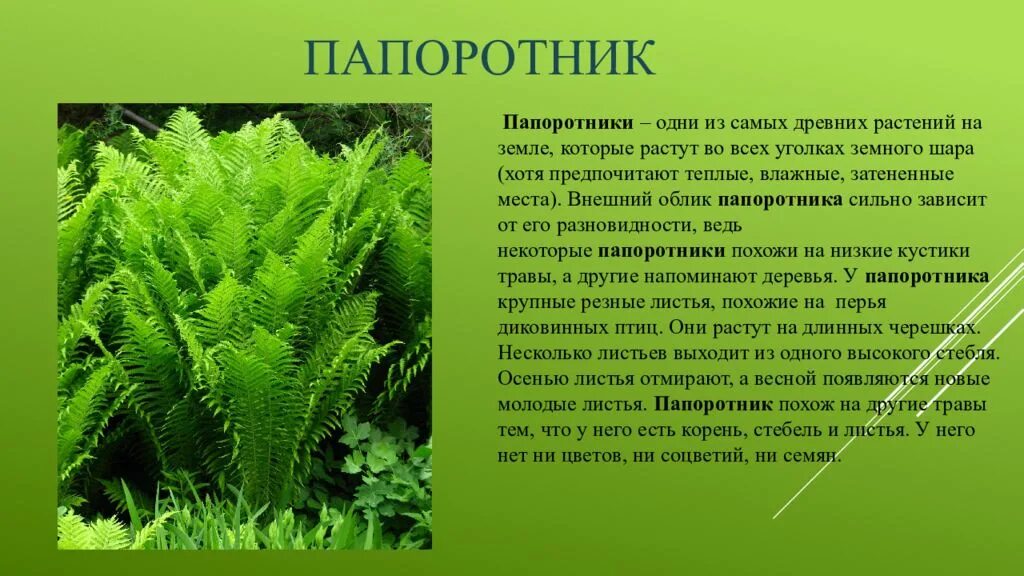 Каким образом весной происходит возобновление листьев папоротника