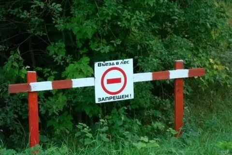 В лесу не ездят